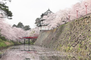 tam bloomed kiraz çiçekleri ve Japon kale