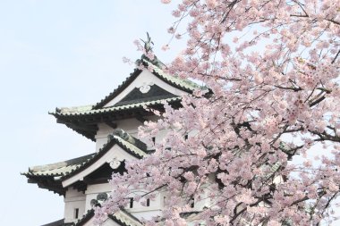 Full bloomed cherry blossoms clipart