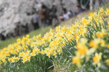 Kiraz çiçeği ve Narcissus (bitki) Kakunodate