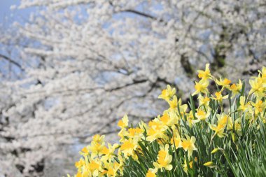 Kiraz çiçeği ve Narcissus (bitki) Kakunodate