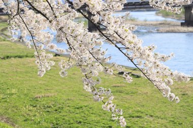 kakunodate içinde kiraz çiçeği