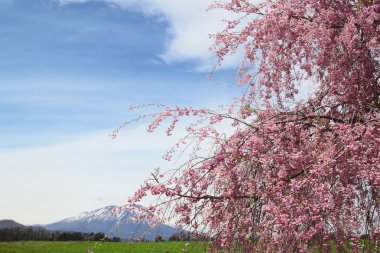 mt.iwate ve kiraz çiçeği