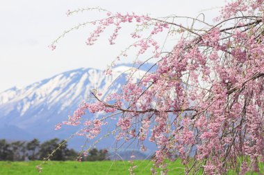 mt.iwate ve kiraz çiçeği