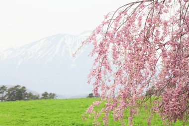 mt.iwate ve kiraz çiçeği