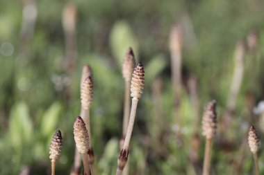 Equisetum arvense