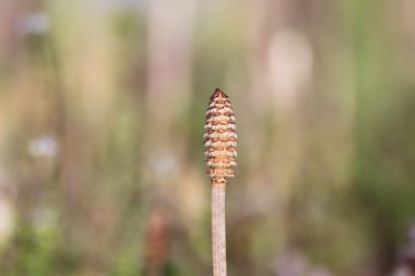 Equisetum arvense