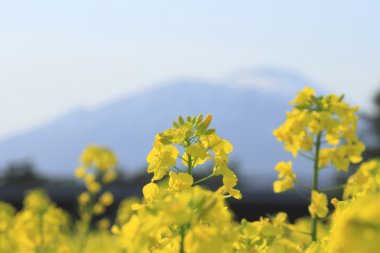 tecavüz alan, kanola bitkileri ve mt.iwate