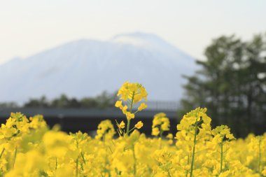 tecavüz alan, kanola bitkileri ve mt.iwate