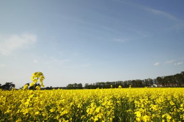 tecavüz alan, kanola bitkileri