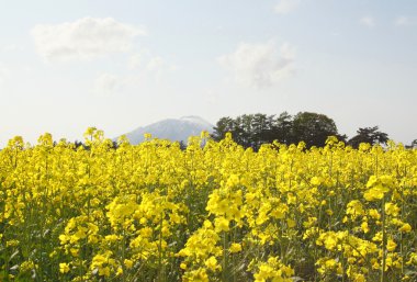 tecavüz alan, kanola bitkileri ve mt.iwate