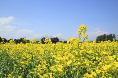 mt. Iwate ve tecavüz alan, kanola bitkileri