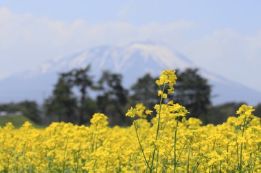 mt. Iwate ve tecavüz alan, kanola bitkileri