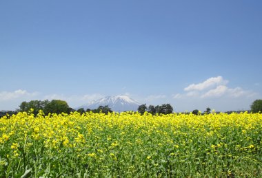 mt. Iwate ve tecavüz alan, kanola bitkileri