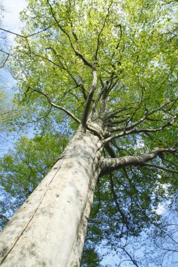 Fagus crenata oirase akışı