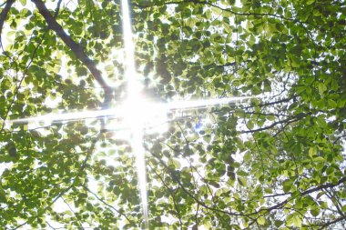 Sun beams and green leaves clipart