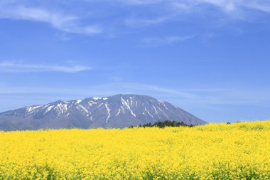 Tecavüz tarlası, mavi gökyüzünde kanola ekinleri