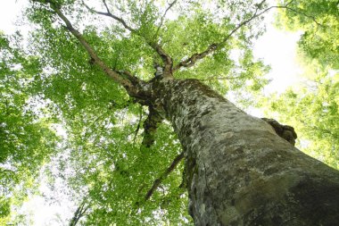 Mother tree in Shirakami-Sanchi clipart
