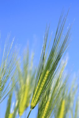 Mavi gökyüzüne karşı buğday tarlası