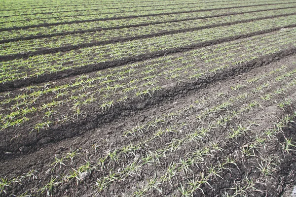 Plántulas de maíz verde joven en el campo — Foto de Stock
