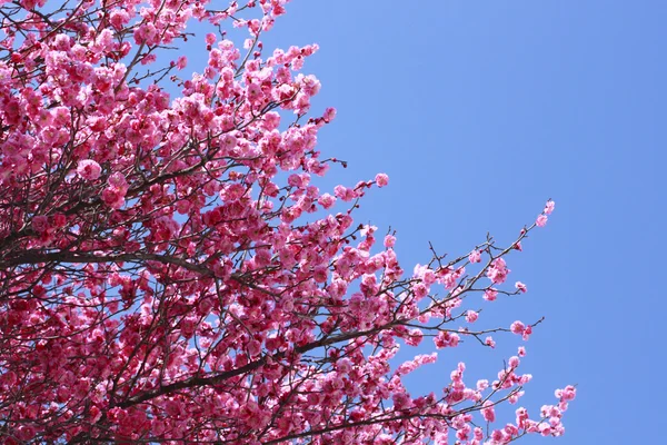 Spring beauty in japan — Stockfoto