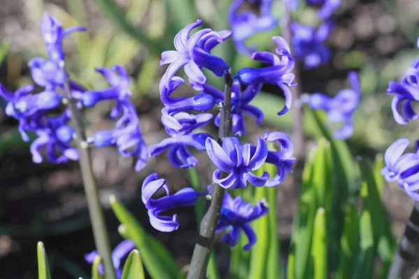 Hyacinth background — Stock Photo, Image