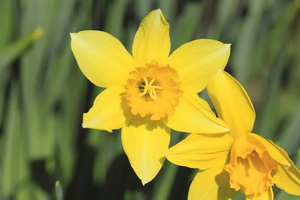 Gele twee bloemen narcissus — Stockfoto