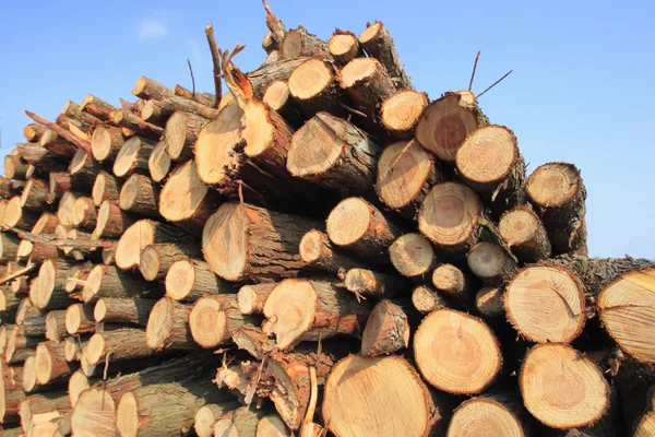 stock image Firewood against blue sky