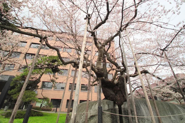 stock image Rock-Breaking Cherry Tree