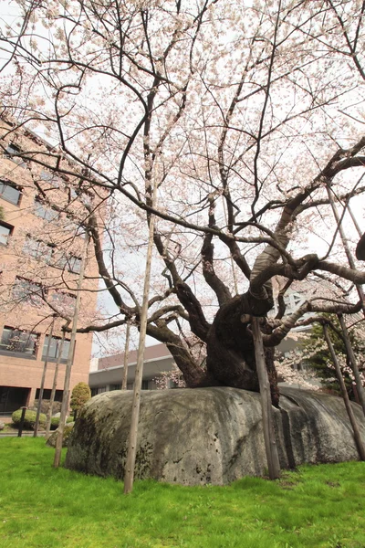 stock image Rock-Breaking Cherry Tree