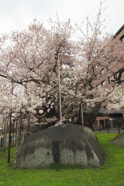 stock image Rock-Breaking Cherry Tree