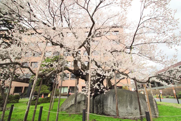 stock image Rock-Breaking Cherry Tree