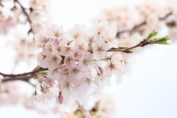 Täyskukkivat kirsikankukat — kuvapankkivalokuva