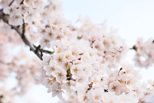 Vollblütige Kirschblüten — Stockfoto