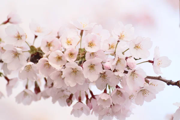 Volledige bloeide kersenbloesem — Stockfoto