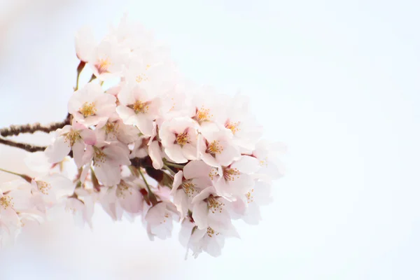 Full blommat körsbär blommar — Stockfoto