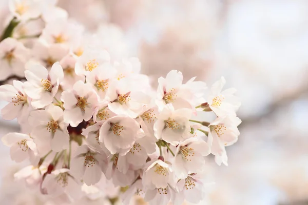 Pełna bloomed wiśniowych kwiatów — Zdjęcie stockowe