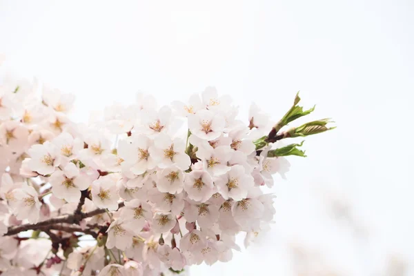Full blommat körsbär blommar — Stockfoto