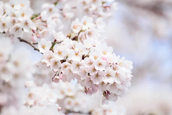 Täyskukkivat kirsikankukat — kuvapankkivalokuva