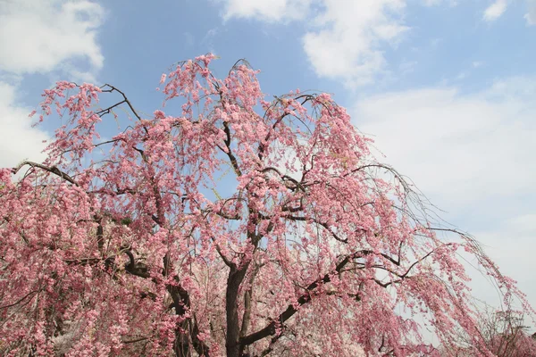 Pieni fiori di ciliegio fioriti — Foto Stock