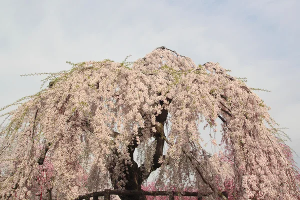 Flores de cerezo florecidas — Foto de Stock