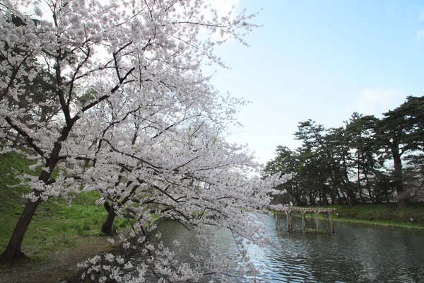 Flores de cerejeira de flor cheia — Fotografia de Stock