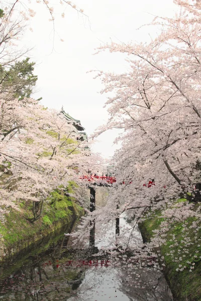 Teljes kivirult, cseresznye virágok és Japán castle — Stock Fotó