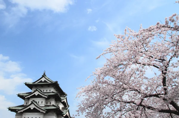 Full bloomed cherry blossoms — Stock Photo, Image