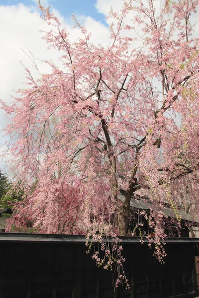 Kirschblüte in Kakunodate — Stockfoto