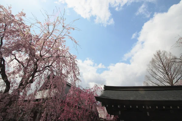 Fleur de cerisier à Kakunodate — Photo