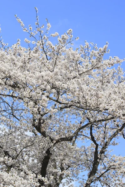 Flor de cereja em Kakunodate — Fotografia de Stock