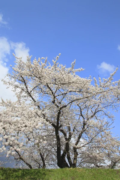 Flor de cereja em Kakunodate — Fotografia de Stock