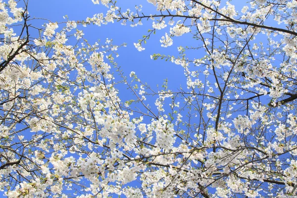 Fiori di ciliegio in Kakunodate — Foto Stock