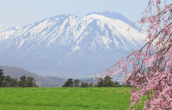 MT.Iwate και κεράσι ανθίσει — Φωτογραφία Αρχείου