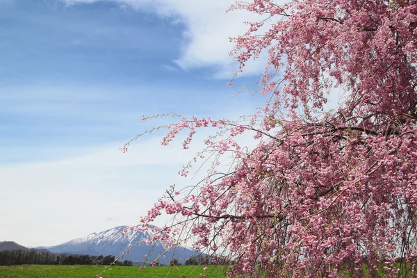 Mt.Iwate en cherry blossom — Stockfoto
